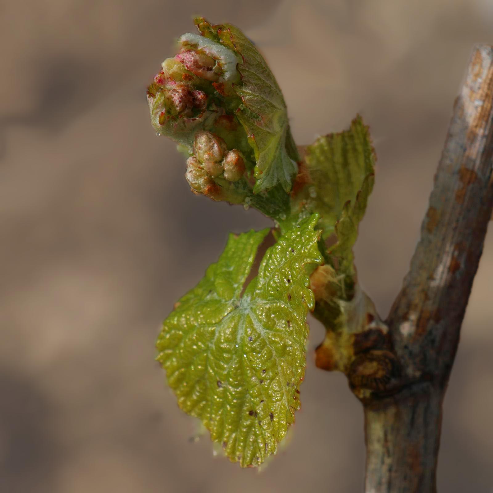 Brote de vid en primavera