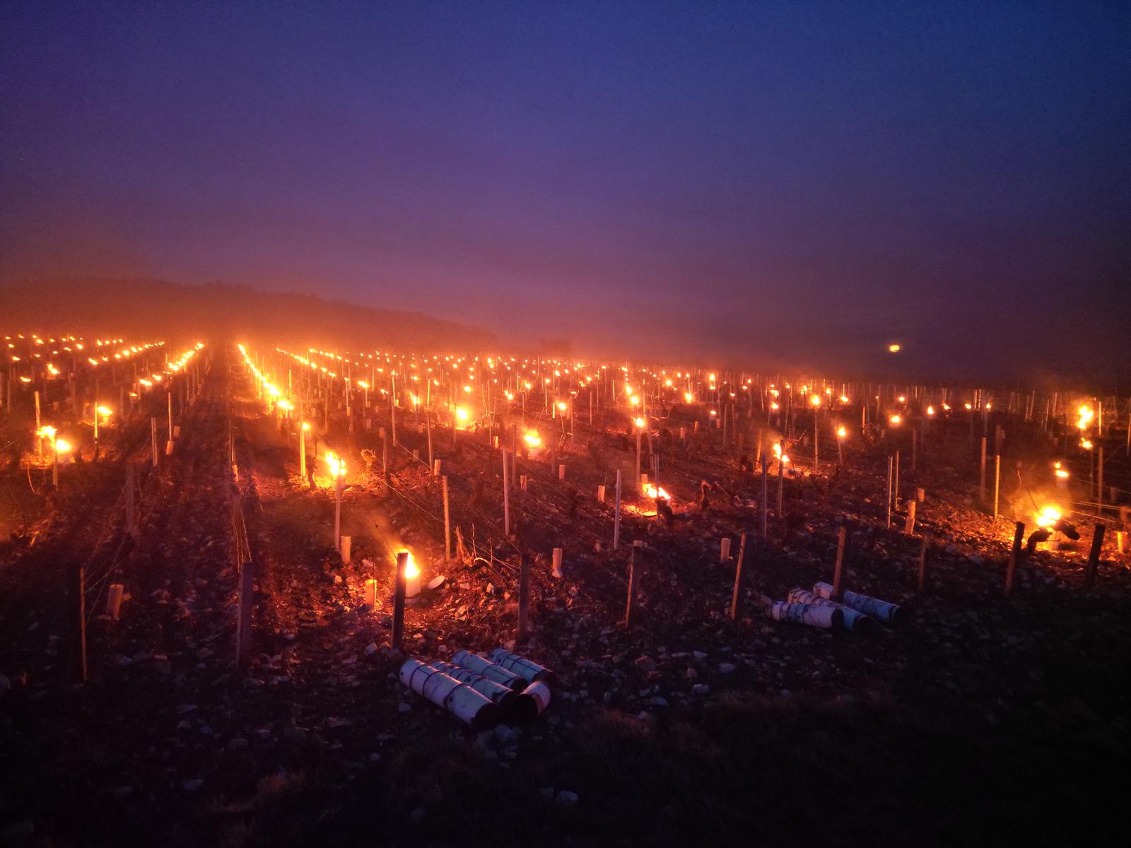 Velas encendidas entre las viñas para protegerlas de las heladas