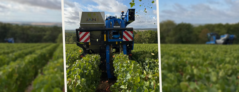 Vendanges 2026 dans les vignes du Domaine Barat
