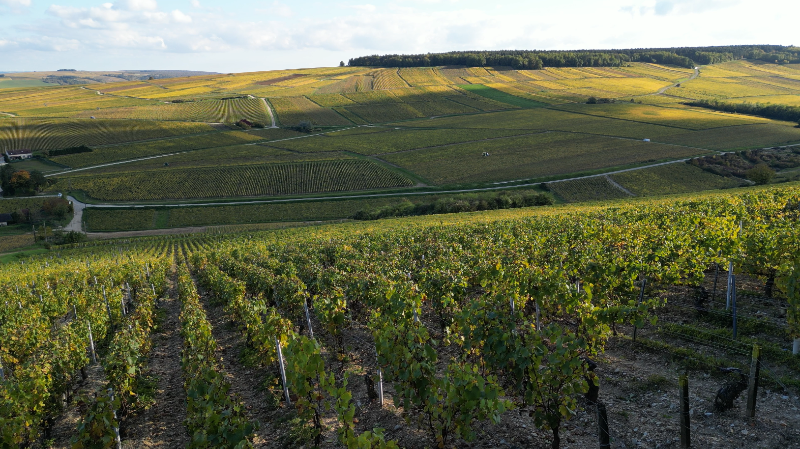 Gama de Chablis de Domaine Barat