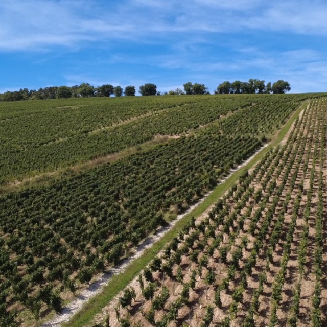Vendanges 2025